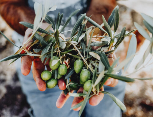 Heart Health Benefits of Greek Cuisine